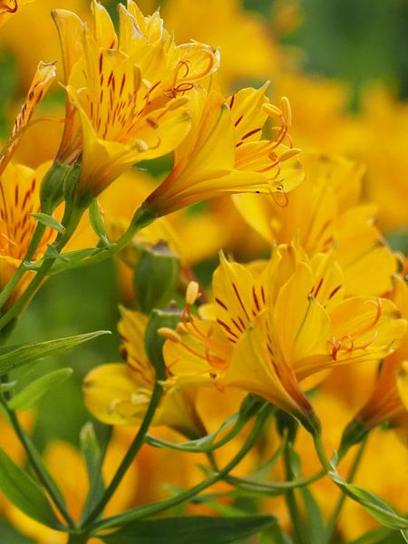 Alstroemeria (oder Inka-Lilie) von Annie Lausberg-Pater