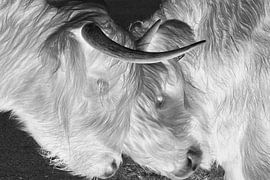 Schotse hooglander “Monochrome” van Truckpowerr