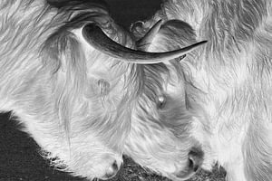 Schottischer Highlander "Monochrom"