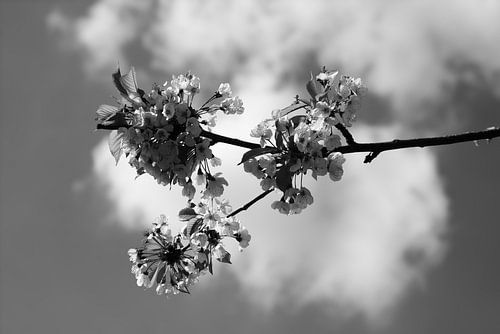 bloemen in de lucht