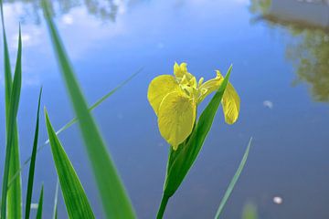  Iris bloem  van Marianna Pobedimova