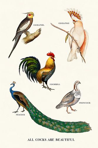 All Cocks Are Beautiful