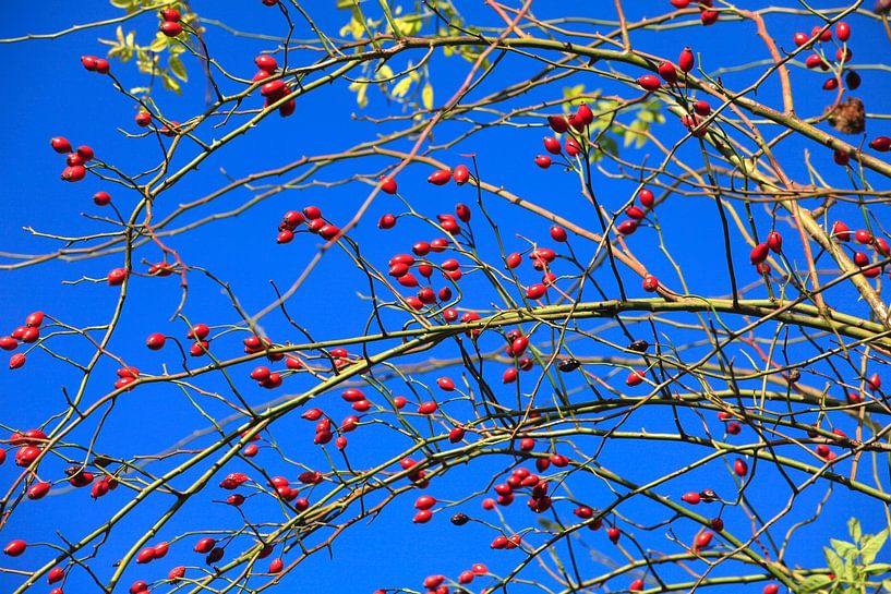 Autumn Season by Thomas Jäger