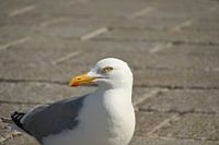 Seagull