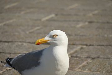 Seagull by Philipp Klassen