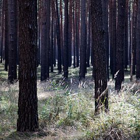Pine forest East Germany by Alexander Wasem