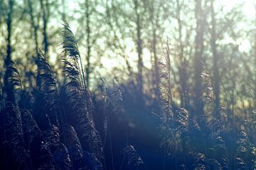 Riet dat het water en de zon ziet van Lisanne Rodenburg