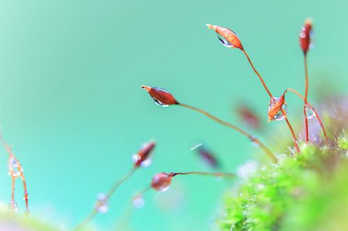 Een macrofoto van mos met waterdruppels.