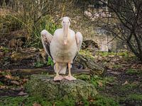 pelican at London zoo