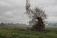 vieux saule dans la brume