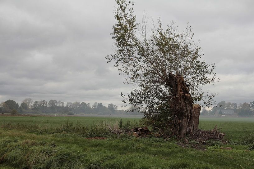 oude wilg in de mist van Time_Pictures
