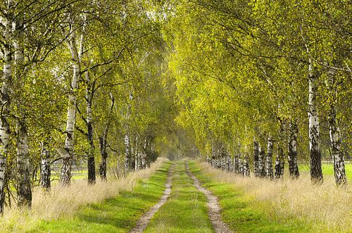 Birch avenue by Violetta Honkisz