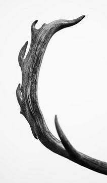 antlers of a fallow deer by Kayleigh Heppener