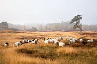 schapen op de hei van anton havelaar thumbnail
