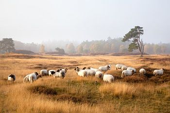 schapen op de hei