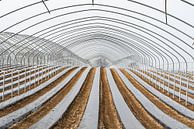 Frame of a greenhouse and fields with growing vegetables van Werner Lerooy thumbnail