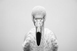 Flamingo by Poster Art Shop