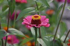 Rosa Blume von Jacqueline Mellema