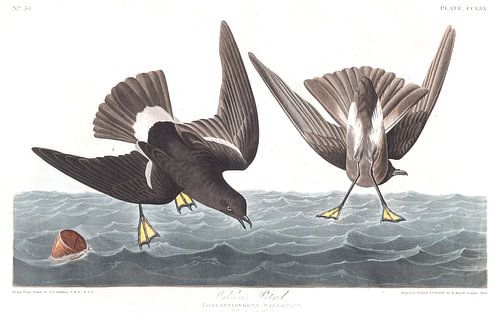 Wilsons Stormvogeltje