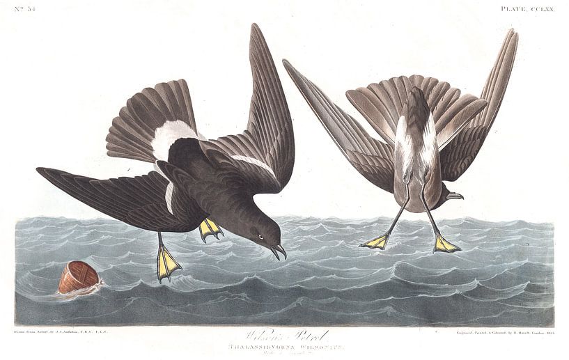 Stormy Petrel by Birds of America