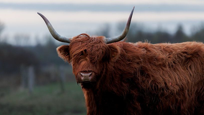 Highlander écossais par Jorrick Mulder