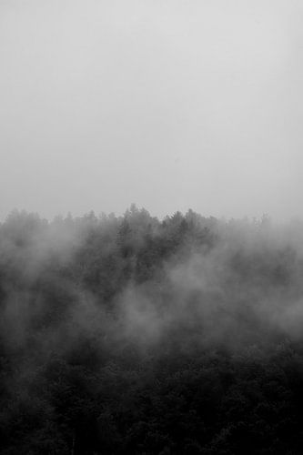 Schatten des Waldes - Neblige Bergwälder