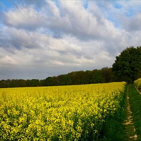 Field with rapeseed by Marcel Ohlenforst