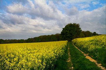 Field with rapeseed