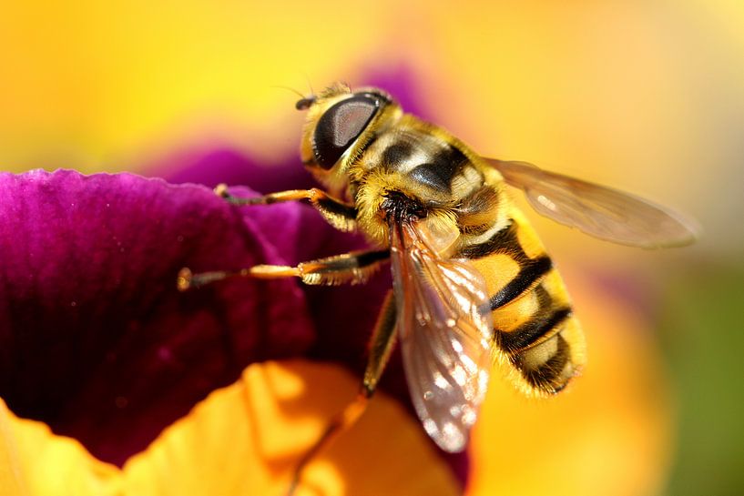 Hoverfly on a flower by Paul Wendels