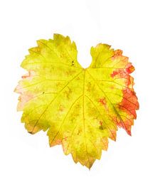 Traubenblatt im Herbst 3 von Fionna Bottema