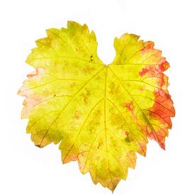 Grape leaf in autumn 3 by Fionna Bottema