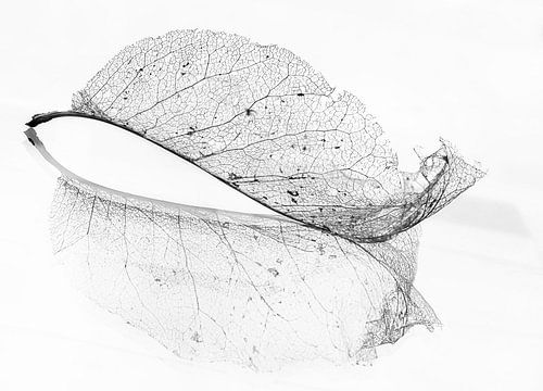 The old leaf