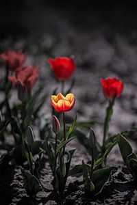 Tulpenfelder Goeree-Overflakkee