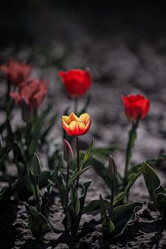 Tulpenvelden Goeree-Overflakkee van Rob van der Teen