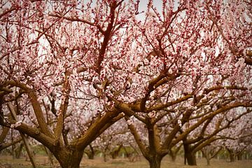 Cerisiers en fleurs sur Catalina Morales Gonzalez
