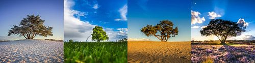 Four Seasons by Bart Verbrugge