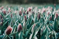 Tulpen am Morgen von Miranda Snoeijen Miniaturansicht