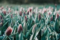 Tulpen am Morgen