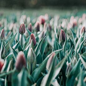 Tulipes le matin sur Miranda Snoeijen