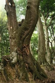 Illusion by Ellen Borggreve