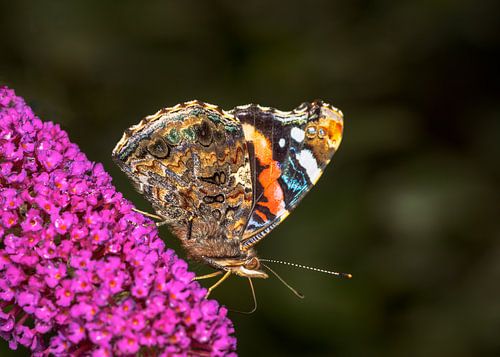 Papillon de chardon sur un lilas d'été