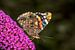 Distelvlinder op een zomerlila van ManfredFotos