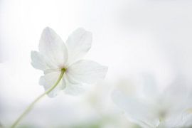 Anémone des bois sur Ina Hendriks-Schaafsma