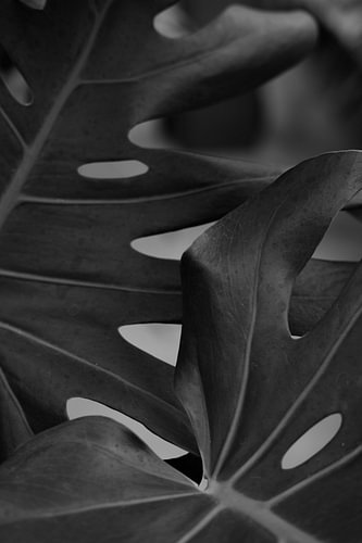 Minimalist close-up of a Monsterra leaf in black and white