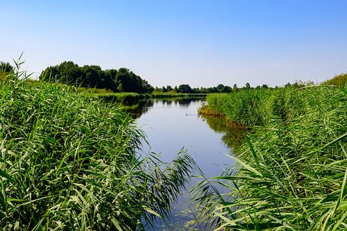 Limburgse Sereniteit: Glooiend Landschap