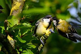 Große Titten füttern sich gegenseitig von Joard van den Ende
