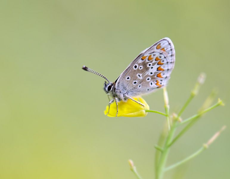 Bruin Blauwtje van Milou Hinssen