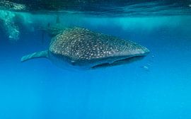 Requin-baleine dans un monde bleu (2) sur Lennart Verheuvel