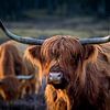 Schottischer Highlander im Abendlicht. Goldene Stunde. Schottisches Hochlandrind von Henk Van Nunen Fotografie