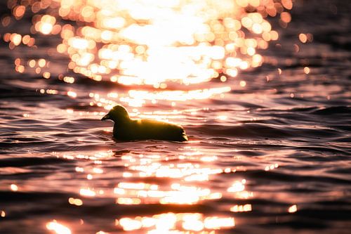 Blässhuhn in der Glut des Sonnenuntergangs von Nicc Koch